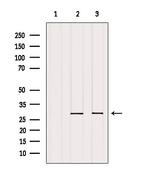 REEP2 Antibody in Western Blot (WB)