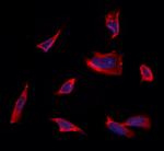 CRALBP Antibody in Immunocytochemistry (ICC/IF)