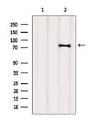 SEC63 Antibody in Western Blot (WB)