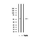 SHMT1 Antibody in Western Blot (WB)