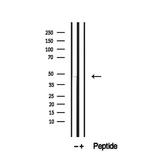 SLC25A46 Antibody in Western Blot (WB)