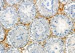 SPAG4L Antibody in Immunohistochemistry (Paraffin) (IHC (P))