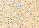 SPAG4L Antibody in Immunohistochemistry (Paraffin) (IHC (P))