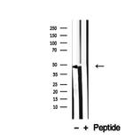 SPAG4L Antibody in Western Blot (WB)