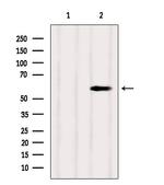 SUOX Antibody in Western Blot (WB)