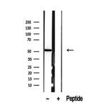 SUOX Antibody in Western Blot (WB)