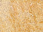 WDR18 Antibody in Immunohistochemistry (Paraffin) (IHC (P))