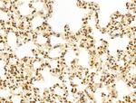 WDR18 Antibody in Immunohistochemistry (Paraffin) (IHC (P))