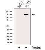 ABCB4 Antibody in Western Blot (WB)