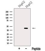 MTCH1 Antibody in Western Blot (WB)