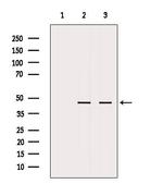 MTCH1 Antibody in Western Blot (WB)