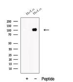 AMOTL1 Antibody in Western Blot (WB)