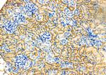 Cytohesin 2 Antibody in Immunohistochemistry (Paraffin) (IHC (P))