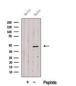 Cytohesin 2 Antibody in Western Blot (WB)