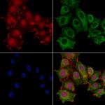 DZIP1 Antibody in Immunocytochemistry (ICC/IF)