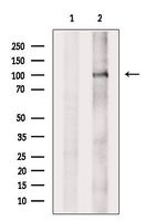 DZIP1 Antibody in Western Blot (WB)