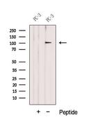 DZIP1 Antibody in Western Blot (WB)