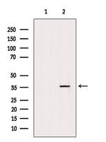 EXOSC8 Antibody in Western Blot (WB)