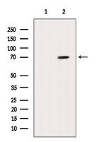 GSPT2 Antibody in Western Blot (WB)