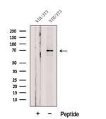 GSPT2 Antibody in Western Blot (WB)