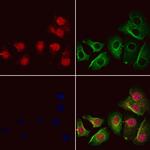 GSTZ1 Antibody in Immunocytochemistry (ICC/IF)