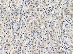 NHP2 Antibody in Immunohistochemistry (Paraffin) (IHC (P))