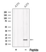 NHP2 Antibody in Western Blot (WB)