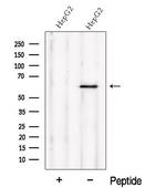 NMD3 Antibody in Western Blot (WB)