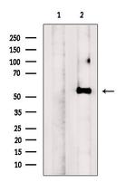 NMD3 Antibody in Western Blot (WB)