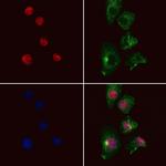 PHD3 Antibody in Immunocytochemistry (ICC/IF)