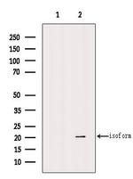 PHD3 Antibody in Western Blot (WB)