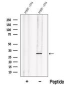 PHD3 Antibody in Western Blot (WB)