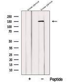 PRUNE2 Antibody in Western Blot (WB)