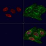 QKI Antibody in Immunocytochemistry (ICC/IF)