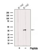 QKI Antibody in Western Blot (WB)