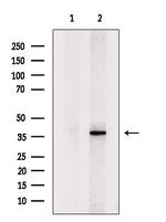 QKI Antibody in Western Blot (WB)