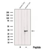 RGN Antibody in Western Blot (WB)