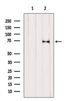 RPN1 Antibody in Western Blot (WB)