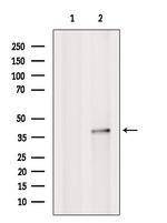 SCO2 Antibody in Western Blot (WB)