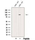 STT3A Antibody in Western Blot (WB)