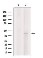 Syntaxin 4 Antibody in Western Blot (WB)