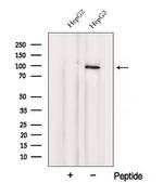 VPS41 Antibody in Western Blot (WB)