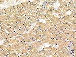 alpha Amylase 2B Antibody in Immunohistochemistry (Paraffin) (IHC (P))