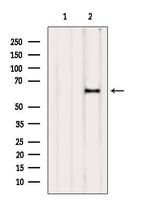 NAE1 Antibody in Western Blot (WB)