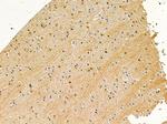 Aspartoacylase Antibody in Immunohistochemistry (Paraffin) (IHC (P))