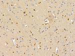 Aspartoacylase Antibody in Immunohistochemistry (Paraffin) (IHC (P))