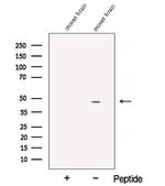 ATP1B2 Antibody in Western Blot (WB)