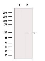 ATP1B2 Antibody in Western Blot (WB)