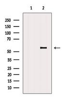 BANP Antibody in Western Blot (WB)