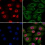 BHLHB5 Antibody in Immunocytochemistry (ICC/IF)